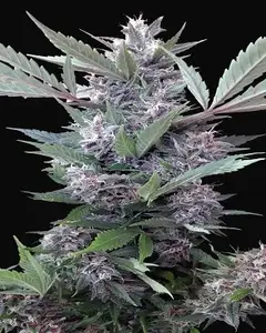 Bubba Kush x PCK