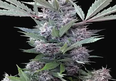 Bubba Kush x PCK