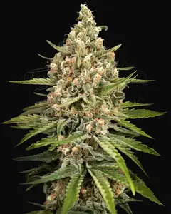 Bubba Slush