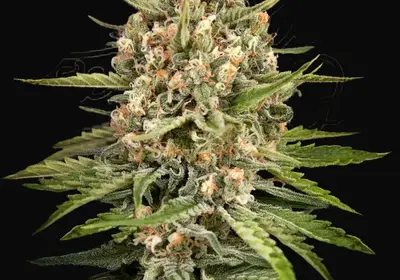Bubba Slush