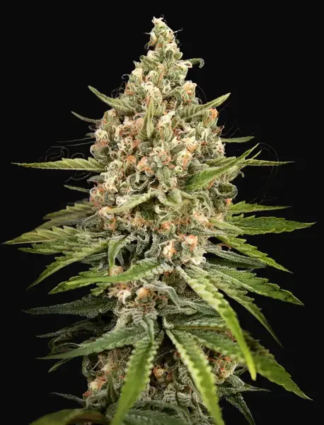 Bubba Slush