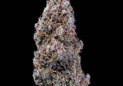 Bubbasquanch Auto