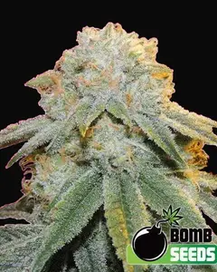 Bubble Bomb