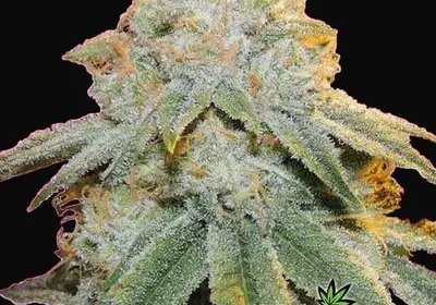Bubble Bomb