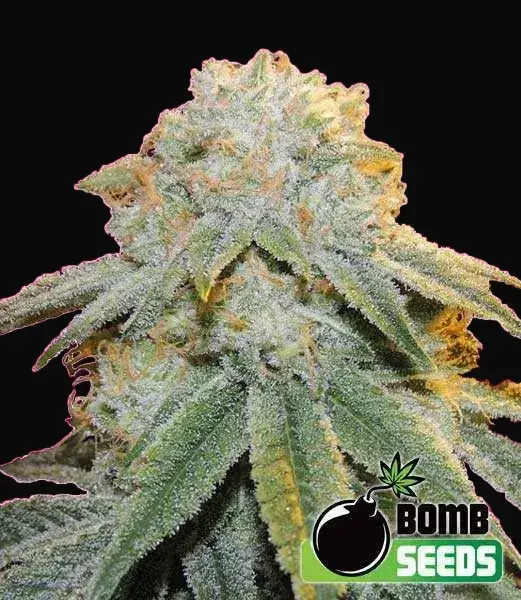 Bubble Bomb