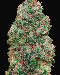 Bubble Gum