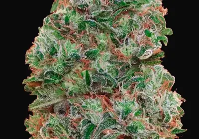 Bubble Gum