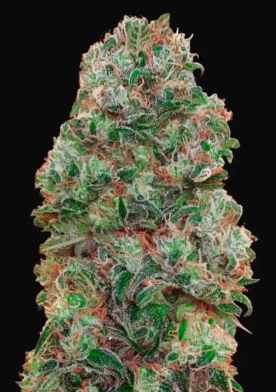 Bubble Gum