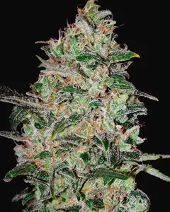 Bubble Gum Fast