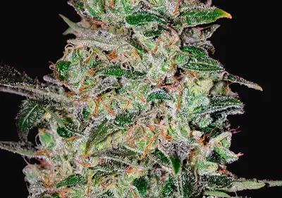 Bubble Gum Fast