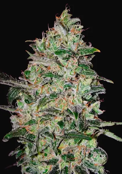 Bubble Gum Fast