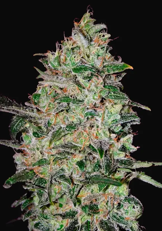Bubble Gum Fast