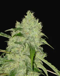 Bubble Gum Regular