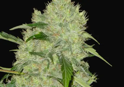 Bubble Gum Regular
