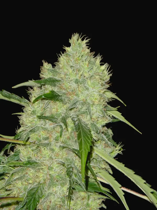 Bubble Gum Regular