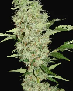 Bubble Gum