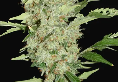 Bubble Gum