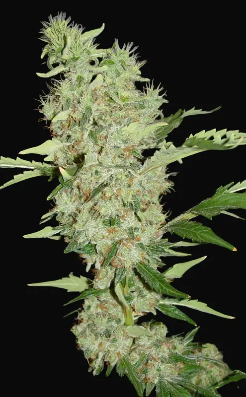Bubble Gum