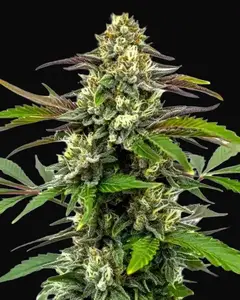 Bubble Gum Sherb