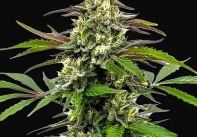 Bubble Gum Sherb