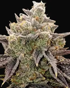 Bubble Gummy Auto