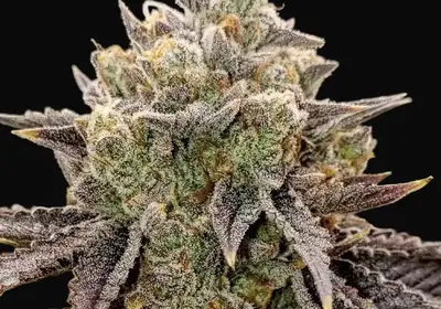 Bubble Gummy Auto