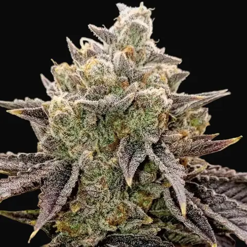 Bubble Gummy Auto