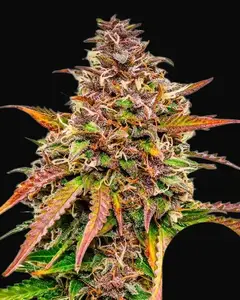 Bubble Kush Auto