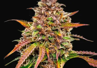 Bubble Kush Auto