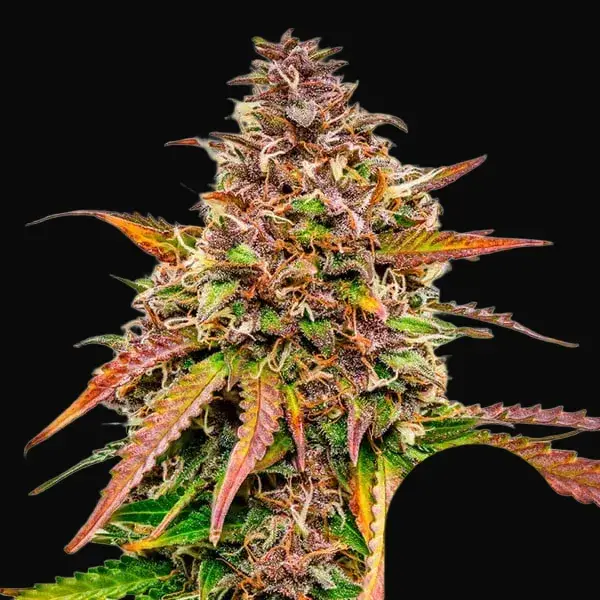 Bubble Kush Auto