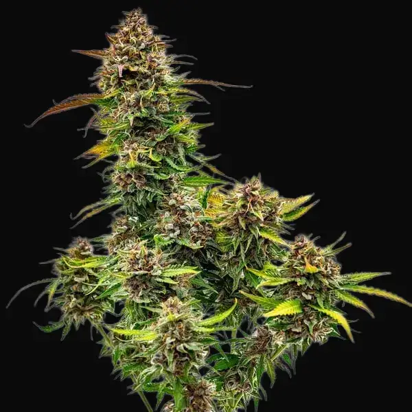 Bubble Kush Auto — zdjęcie 3