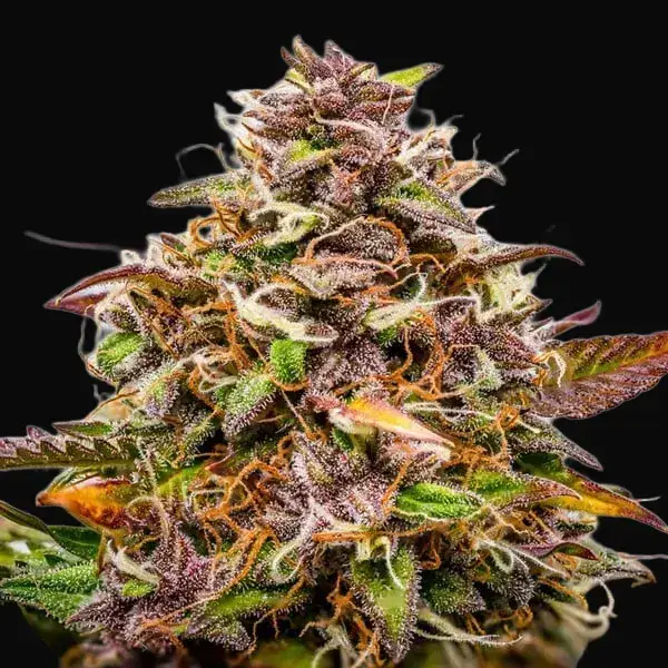Bubble Kush Auto — zdjęcie 6