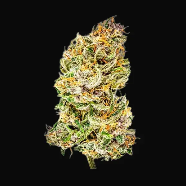 Bubble Kush Auto — zdjęcie 7