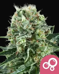 Bubble Kush