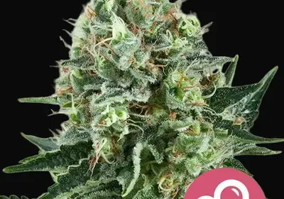 Bubble Kush