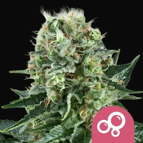 Bubble Kush