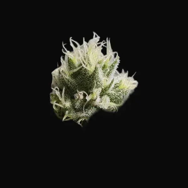 Bubble Kush — zdjęcie 5