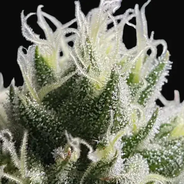 Bubble Kush — zdjęcie 9