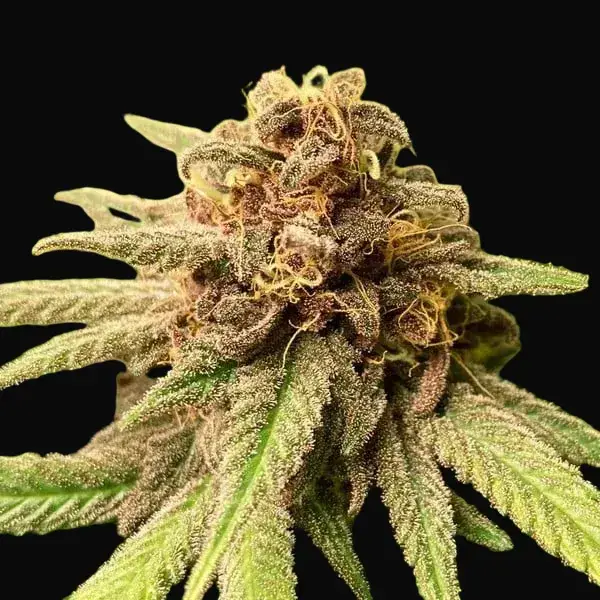 Bubble Kush — zdjęcie 4