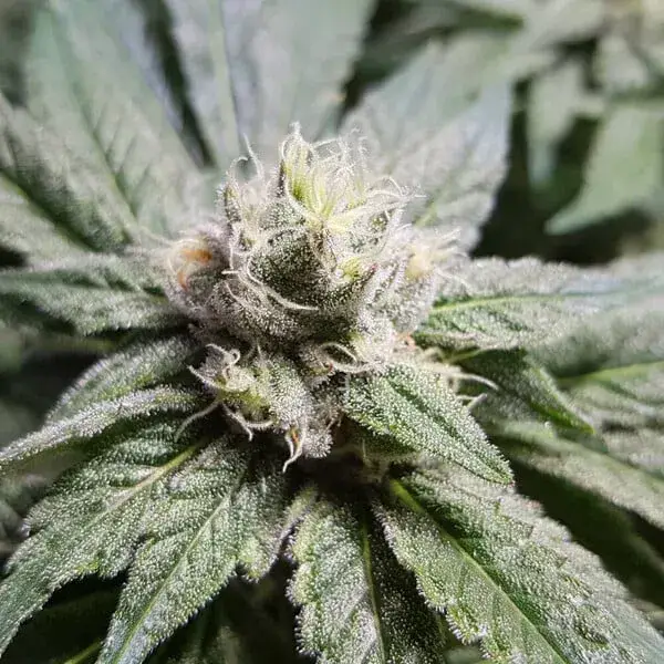 Bubble Kush — zdjęcie 7