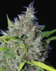 BubbleBerry
