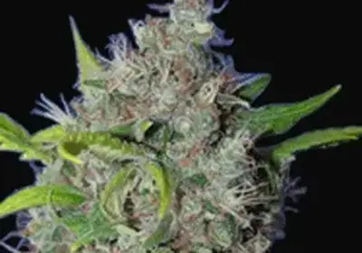 BubbleBerry