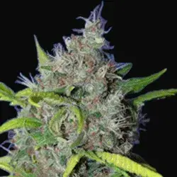 BubbleBerry