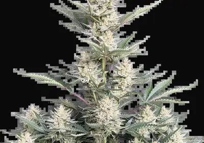 BubbleGum Auto