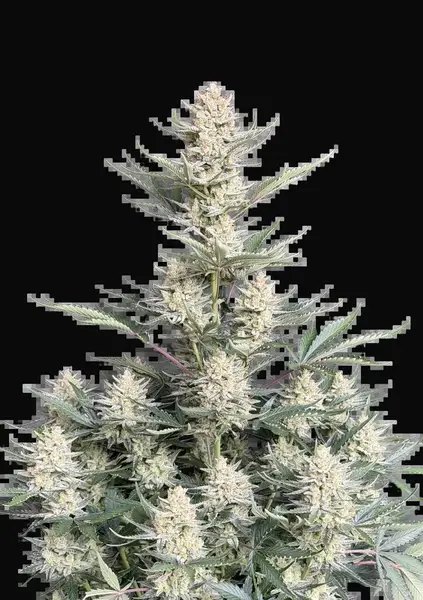 BubbleGum Auto