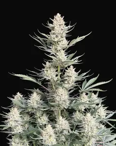 BubbleGum Auto