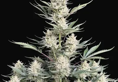 BubbleGum Auto