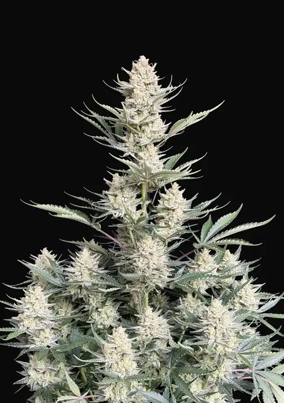 BubbleGum Auto