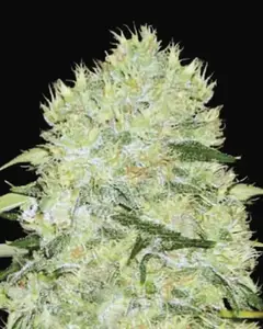 Bubblegum Extra