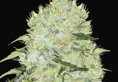 Bubblegum Extra